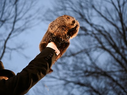 AJ Dereume alza a la marmota Phil, este viernes en Punxsutawney (Pensilvania), en la celebración del Día de la Marmota.