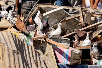 Un grupo de palomas permanece sobre su palomar destruido tras un bombardeo de Israel en Jan Yunis este miércoles. 