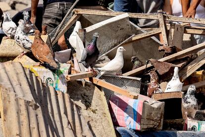 Un grupo de palomas permanece sobre su palomar destruido tras un bombardeo de Israel en Jan Yunis este miércoles.
