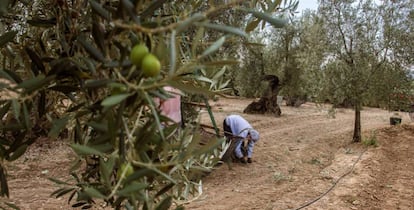 Jornaleros recogiendo aceituna en una finca de El Viso del Alcor (Sevilla). 