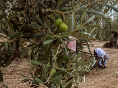 Jornaleros recogiendo aceituna en una finca de El Viso del Alcor (Sevilla). 