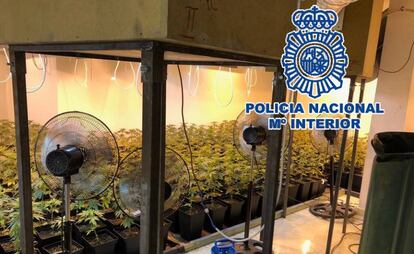 Plantas de marihuana incautadas por la Policía Nacional en Málaga, este viernes.