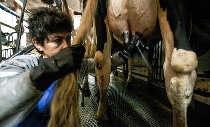 Una mujer ordeña una vaca.