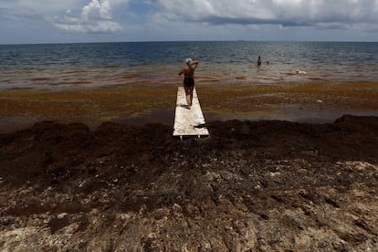 A woman walks on a makeshift bridge near Sargassum algae in Puerto Morelos, near Cancun, August 11, 2015. The Sargassum algae contains biting sand fleas and releases a pungent smell as it decomposes. It has choked beaches in resorts throughout the Caribbean including Cancun this season, prompting local authorities to launch a large-scale clean-up operation.  REUTERS/Edgard Garrido PICTURE 11 OF 34 FOR WIDER IMAGE STORY 'EARTHPRINTS: CANCUN'SEARCH 'EARTHPRINTS CANCUN' FOR ALL IMAGES