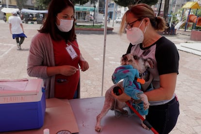 Rabia en México: una mujer lleva a su perro a un punto de vacunación contra la rabia, en Ciudad de México