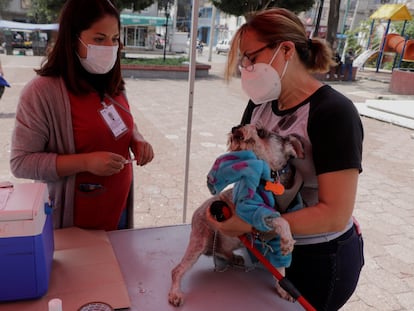 Una mujer lleva a su perro a un punto de vacunación contra la rabia, en Ciudad de México.