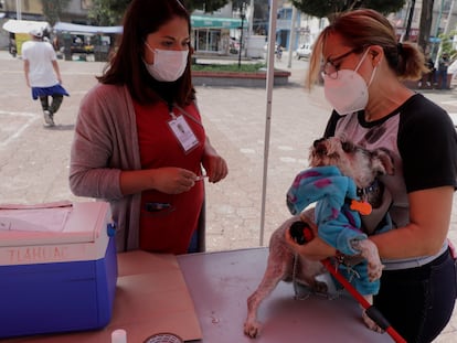 Una mujer lleva a su perro a un punto de vacunación contra la rabia, en Ciudad de México.