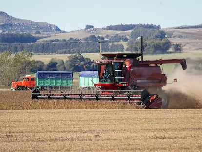 Plantación de soja en la provincia de Buenos Aires.