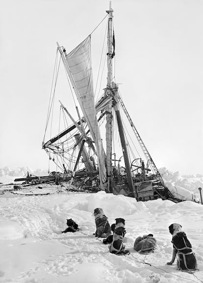 Sleigh dogs rest by the stricken ‘Endurance,’ 300 miles from the nearest land.