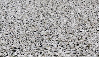 Peces muertos flotando en el contaminado Lago del Oeste en Hanoi, Vietnam.