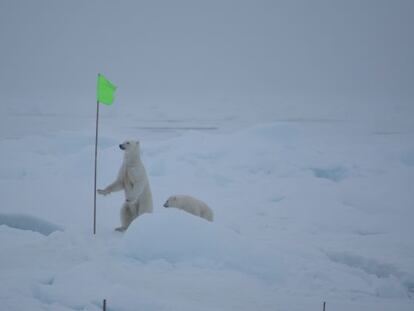Dos osos polares merodean el campamento de la expedición MOSAIC en al Ártico, el pasado 28 de agosto.