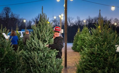 El aumento en la demanda de árboles de Navidad en EE UU ha elevado los precios de este adorno en Canadá. En la imagen, una granja en Carolina del Norte.