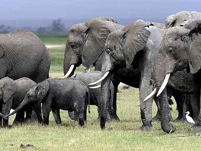 Miembros de una de las 54 familias de elefantes del parque nacional de Amboseli, en Kenia. La reserva alberga unos 1.300 paquidermos, cuyo desarrollo (con ejemplares de hasta 60 años) es seguido uno a uno.