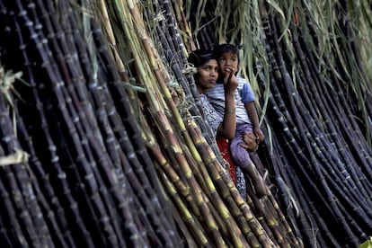 Puesto de caña de azúcar en una carretera de la localidad india de Bangalore, donde se preparan para la celebración del Thai Pongal, un festival cuyo espiritu es dar gracias a los dioses por la buena cosecha obtenida.