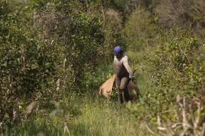 Un tarafero transporta la yerba mate cortada en Montecarlo, en la provincia de Misiones.