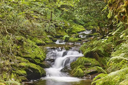 The Fuentes del Narcea, Degaña e Ibias natural park, which is a Unesco biosphere reserve, is liberally scattered with rural mansions and palaces dating from the 16th to the 18th century. Within the park lies the biggest oak forest in Spain and one of the best conserved in Europe, called Muniellos (above). With an average temperature of 19.3ºC, this is traditionally the summer stamping ground of the grizzly bear as well as those taking refuge from the heat.