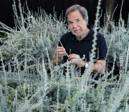 Hernández, en una plantación en Córdoba de romero blanco, una especie endémica y amenazada del cabo de Gata. 