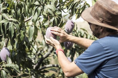 Un agricultor recoge mangos con el cuidado de quien coge a un bebé de dos meses