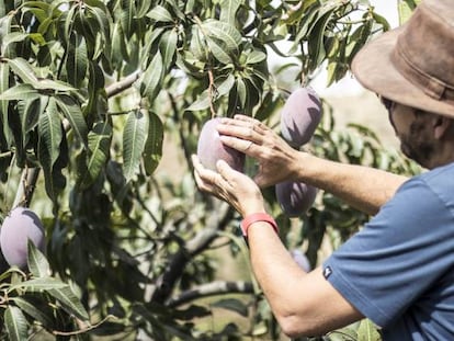 Un agricultor recoge mangos con el cuidado de quien coge a un bebé de dos meses