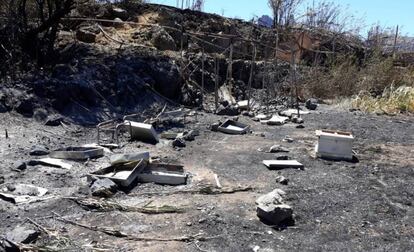 Colmenas destruidas por el fuego en Gran Canaria.