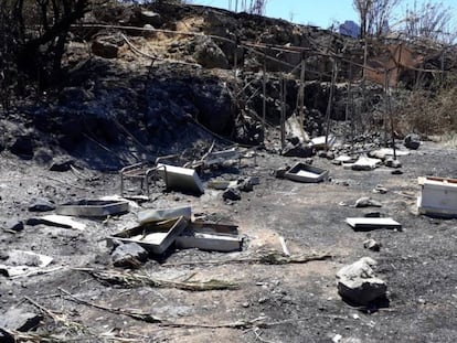 Colmenas destruidas por el fuego en Gran Canaria.