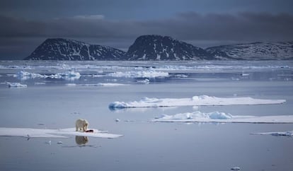 Un oso polar se pasea por una capa de hielo en las orillas del norte del Archipiélago de Svalbard (Noruega).