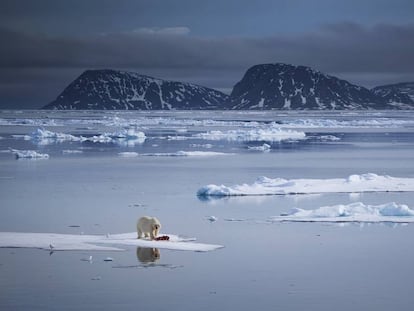 Un oso polar se pasea por una capa de hielo en las orillas del norte del Archipi&eacute;lago de Svalbard (Noruega).