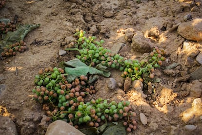 Racimos de uva cortados en la cosecha en verde en Grávalos (La Rioja) a principios de julio.