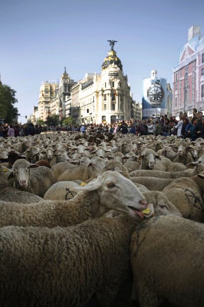 Las ovejas durante su recorrido por Madrid.