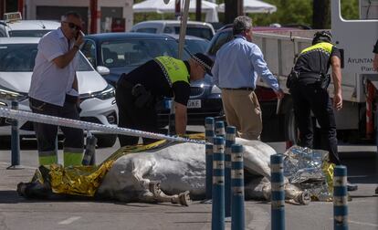 Una yegua muerta por deshidratación, cerca de la plaza de toros de La Maestranza de Sevilla, este miércoles.