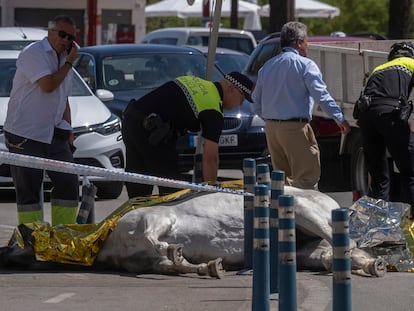 Una yegua muerta por deshidratación, cerca de la plaza de toros de La Maestranza de Sevilla, este miércoles.