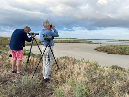 David Sibley y Killian Mullarney, observando aves en el Delta del Ebro, el viernes.