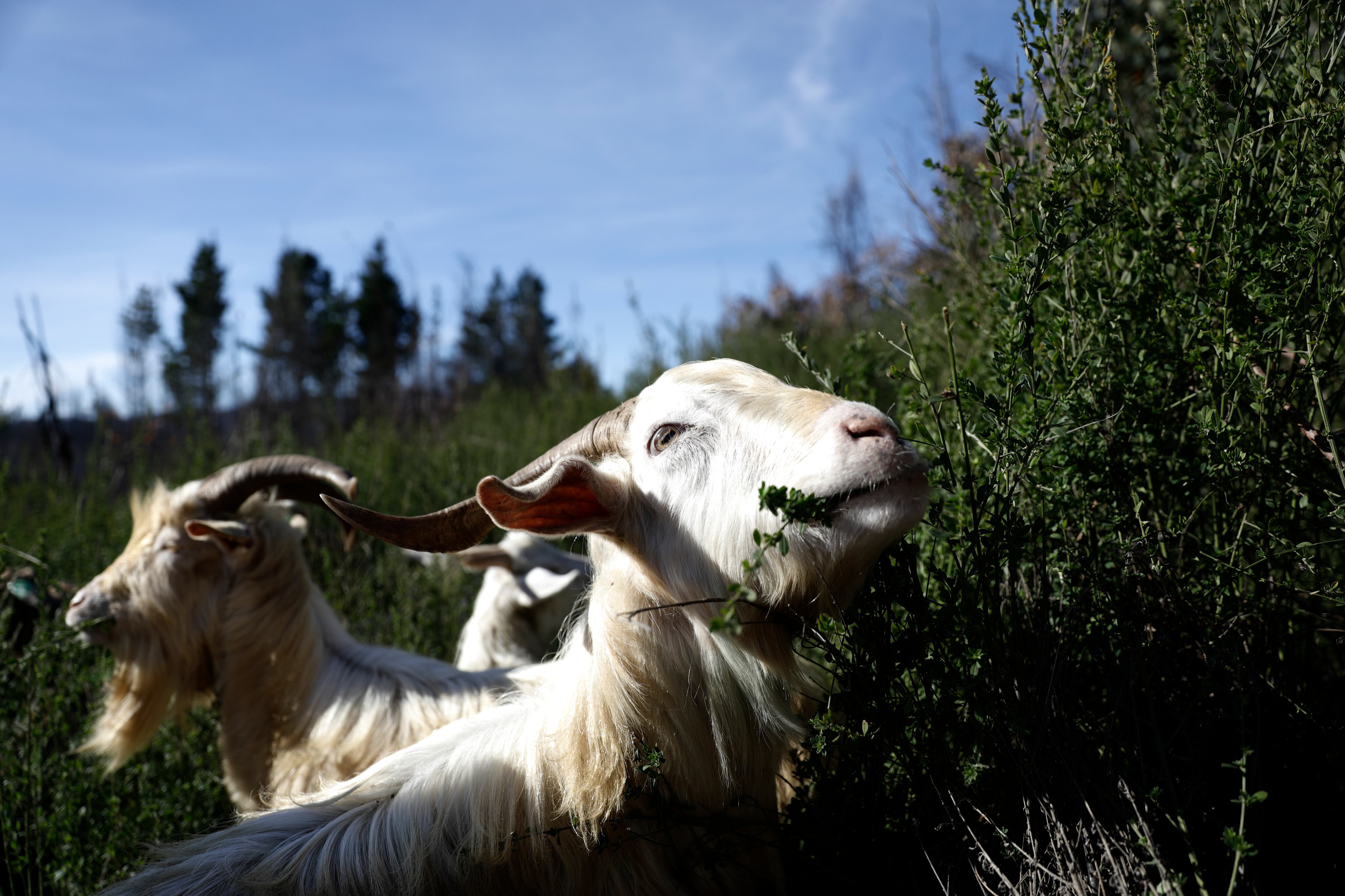 Un grupo de cabras se alimentan cerca de Concepción, Chile, 16 de julio de 2025.