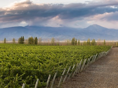 Enero de 2023 - Reportaje en las bodegas de Moët Chandon en Mendoza, Argentina - ©Mariana Eliano    ----PIEFOTO----    El viñedo Cepas del Plata, a los pies de la cordillera de los Andes.