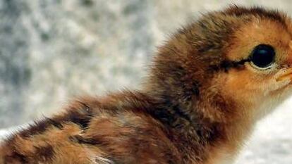 Los otros protagonistas del día