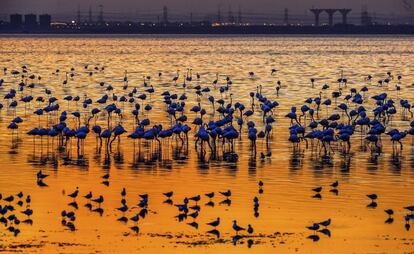 Flamencos se posan en las aguas de la bahía de Kuwait al atardecer.