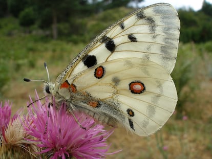 La apolo​ ('Parnassius apollo') es una mariposa típica de montaña. Con la agricultura primero y después el cambio climático, está ascendiendo ladera arriba y desapareciendo de las cotas más bajas.