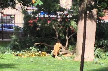 La escena del accidente en el parque madrileño.