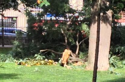 La escena del accidente en el parque madrile&ntilde;o.