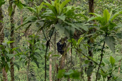 Una gorila asciende por un tronco en la selva de Bwindi. La dieta es vegetariana, formada por tallos, hojas y frutas. A veces suben a los rboles buscando un alimento concreto.