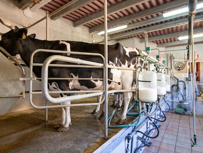 La lechería social de Juneda (Lleida) echa el cierre: “No podemos sostenerla más”