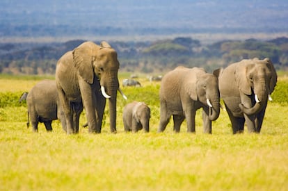 Una manada de elefantes en Amboseli, Kenia.