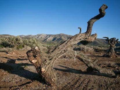 Extracción de olivos milenarios en Ulldecona, en 2018.