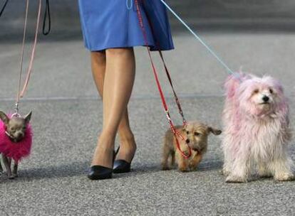 Un grupo de perros salen de paseo