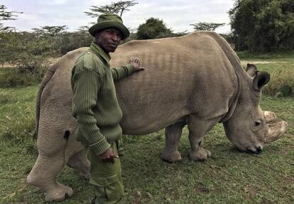 Sudán, el último rinoceronte blanco del norte que queda en el mundo, en una foto el pasado julio con un guardia de seguridad en la reserva natural keniana de Ol Pejeta.