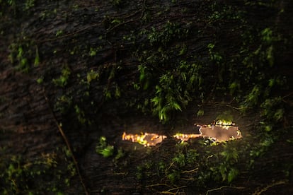 Un tronco de árbol muerto hace tiempo, podrido por dentro y con su corteza en descomposición, sirve de nutriente para la vida en el bosque en la reserva de Ducke, cerca de Manaos. 