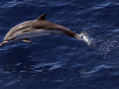 Un delfín en el mar Mediterráneo en junio de 2017.