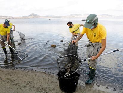 Operarios retiran hoy peces muertos en el Mar Menor (Murcia).