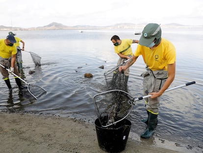 Operarios retiran hoy peces muertos en el Mar Menor (Murcia).