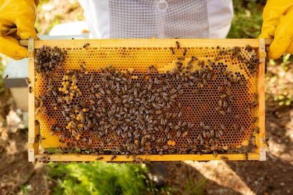 Uno de los panales de las colmenas repleto de abejas, en concreto una especie autóctona ('abella negra galega') que tratan de recuperar y proteger desde el proyecto Aluariça.